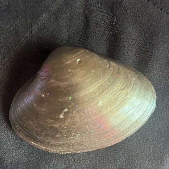 Hand-Painted Seashell with Surfboard Design - Picture 2 of 3